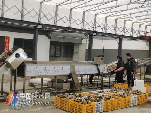 寧波人有自己的專業(yè)生蠔清洗加工廠了